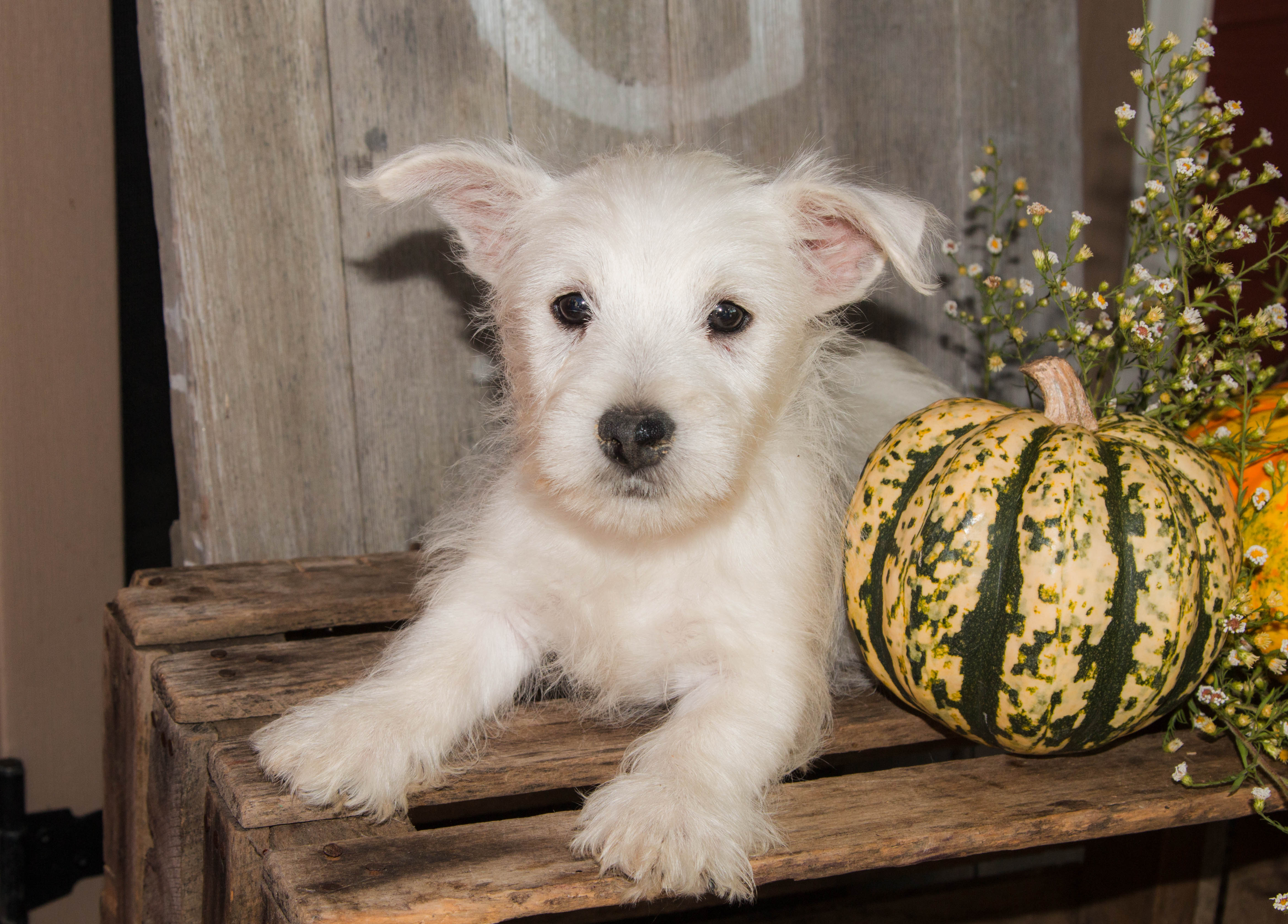 puppy, for, sale, West Highland White Terrier, Amos B. King, dog, breeder, Romney, WV, dog-breeder, puppy-for-sale, forsale, nearby, find, puppyfind, locator, puppylocator, aca